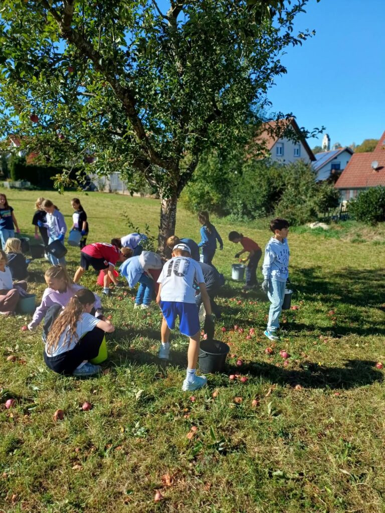 Fleißige Apfelernte der Dritt- und Viertklässler/innen